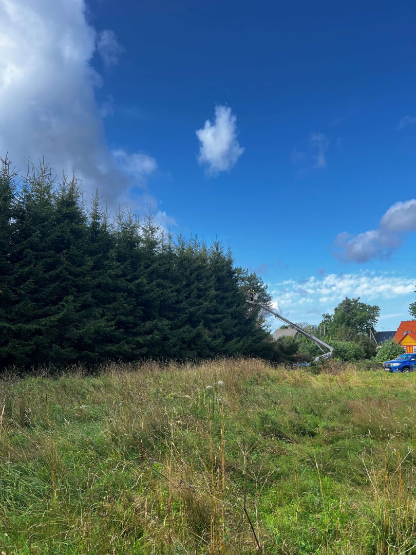 Kuuseheki pügamine enne tööd.