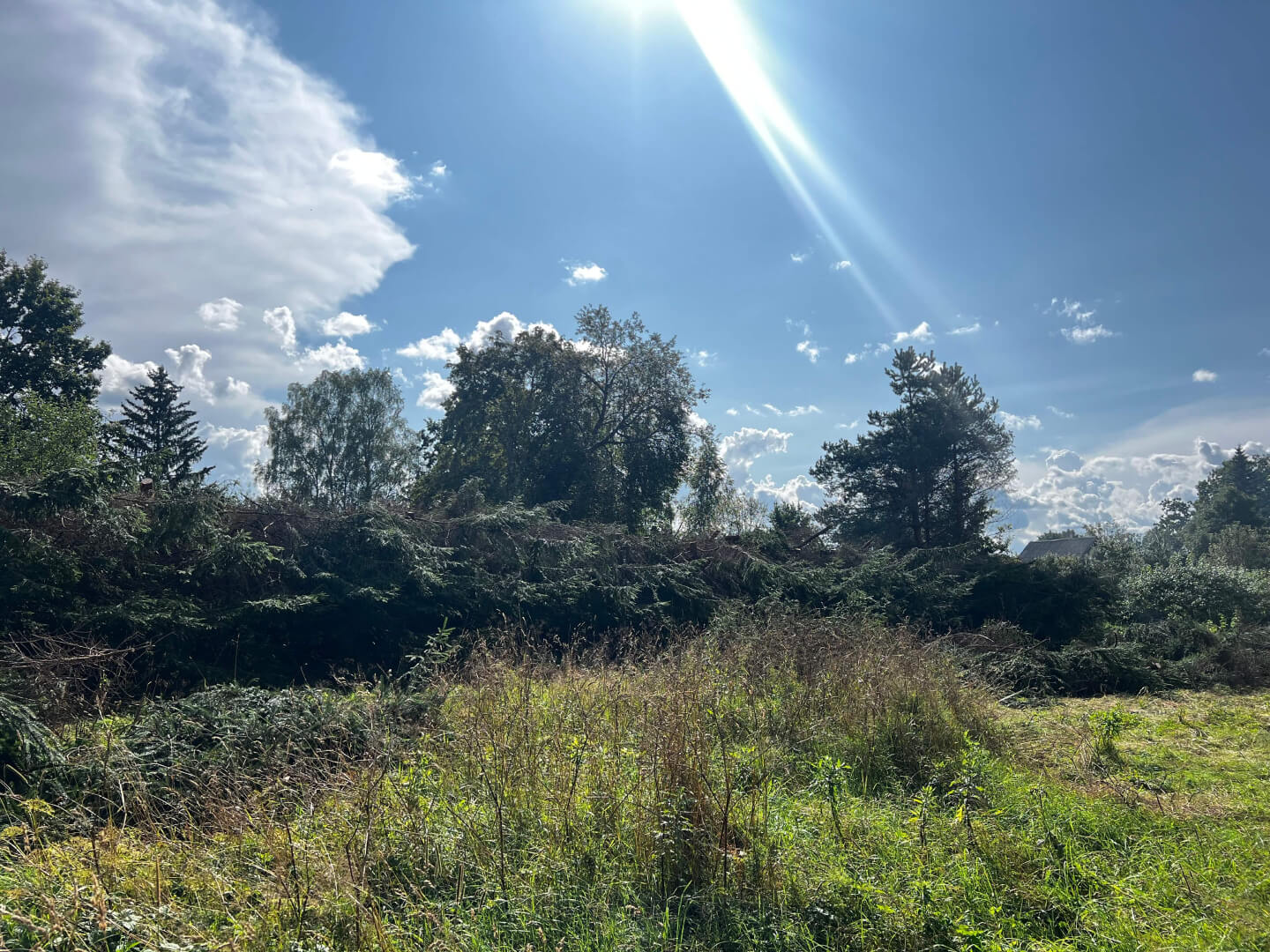 Kuuseheki pügamine pärast tööd.