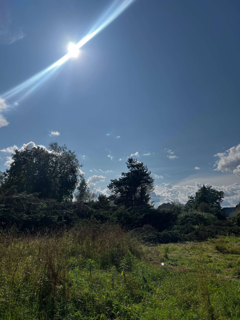 Kuuseheki pügamine pärast tööd (teine vaade).