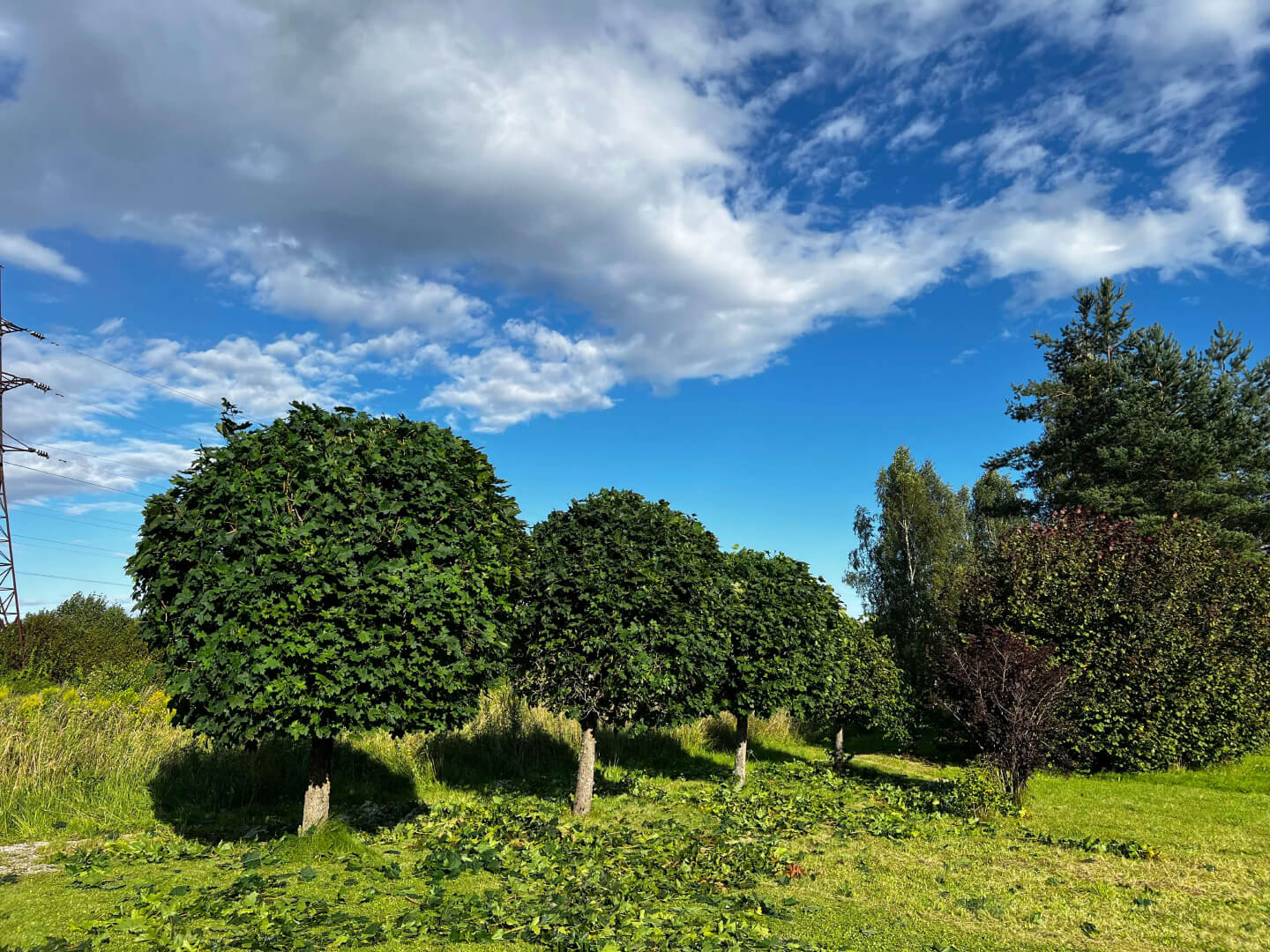 Puude kärpimine pärast tööd.